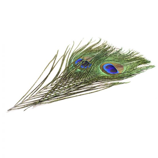 ŒIL DE PAON + BARBES