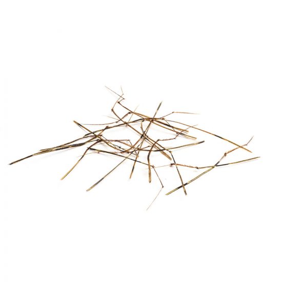 PATTES D’INSECTES NOUÉES