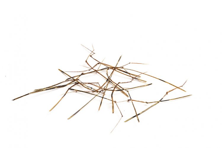 Pattes Insectes DVX Nouées