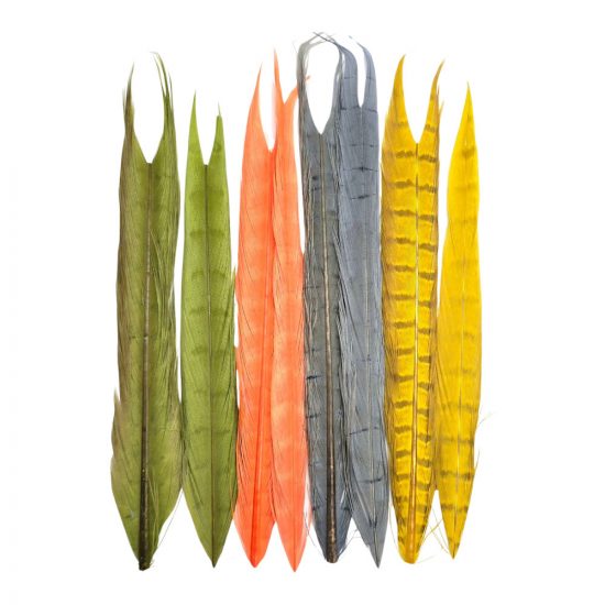 QUEUE DE FAISAN FULLCOLOR