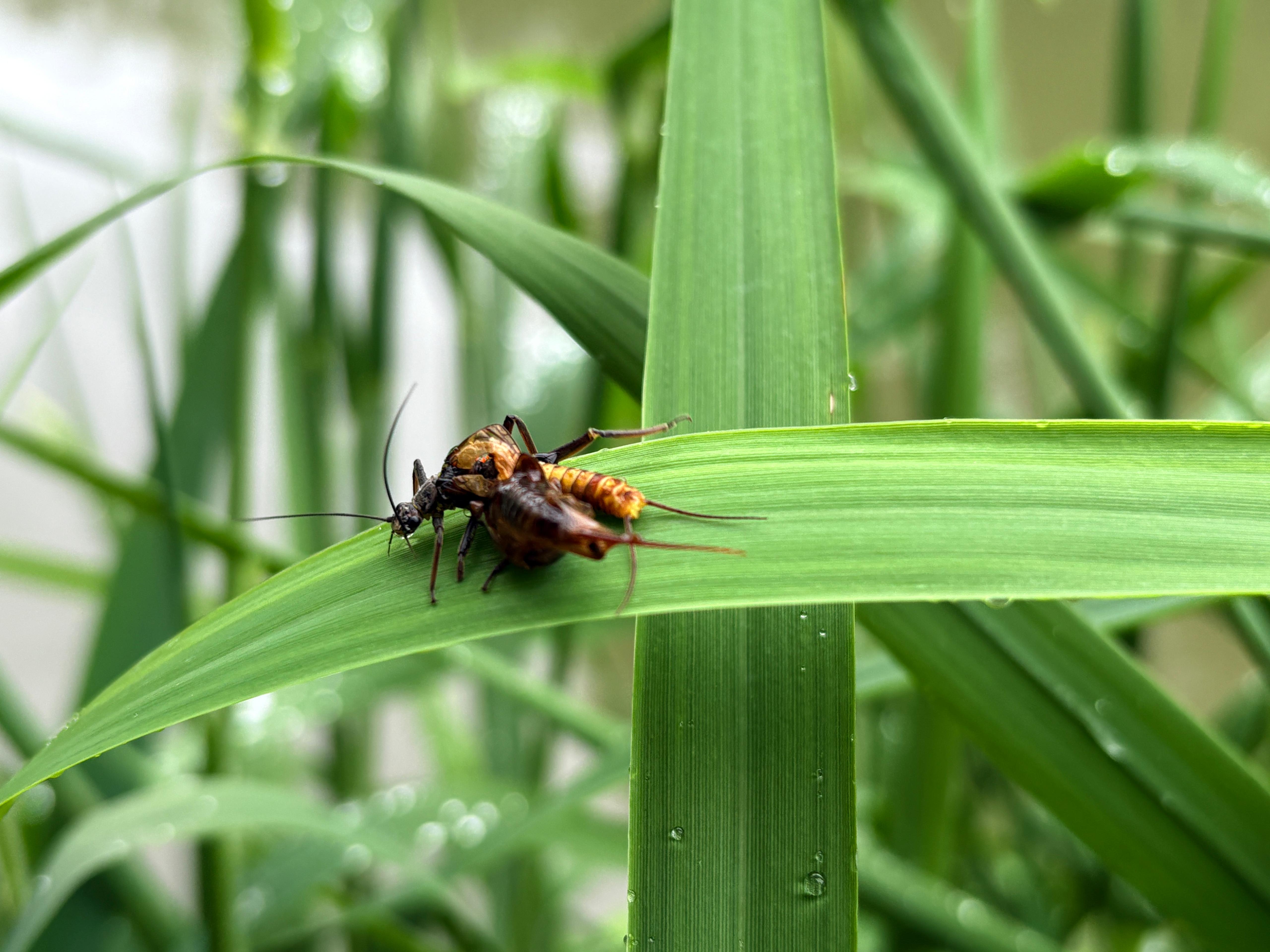 Académie Devaux Croatie 2025