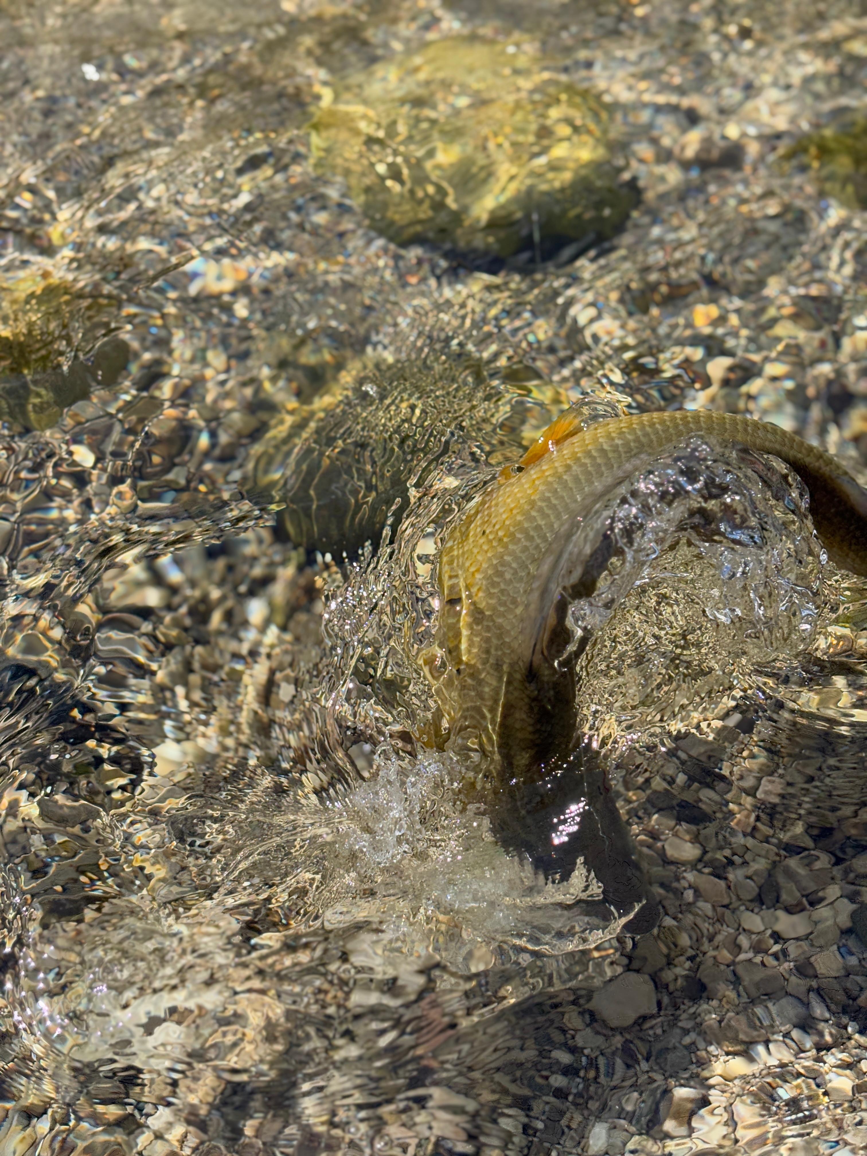 Académie Devaux Croatie 2025